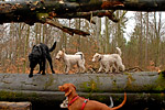 Hunde Ausfuehrservice 01