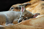 Hunde Ausfuehrservice 01