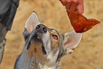 Hundeschule-Berlin-Team